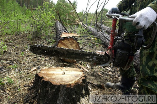 Незаконные вырубки леса