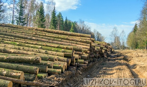 Лесам Иркутской области незаконными вырубками нанесен ущерб почти на 1,5 млрд рублей